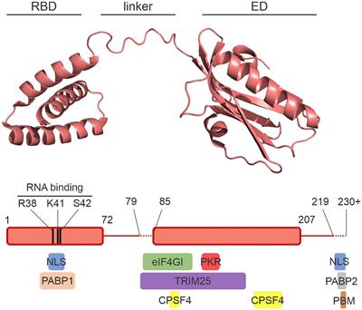 Frontiers Molecular Evolution Of The Influenza A Virus Non Structural